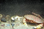 crab near outfall