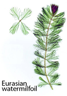 Eurasian watermilfoil - courtesy State of South Dakota