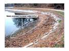 Newly exposed Eurasian watermilfoil at the Chestnut Hill Reservoir